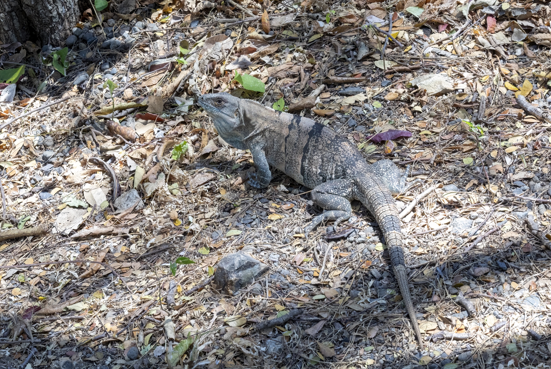 Black Iguana, Palo Verde National Park, Costa Rica